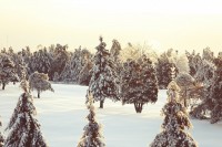 Vorschau: nature-snow-trees-2414-small