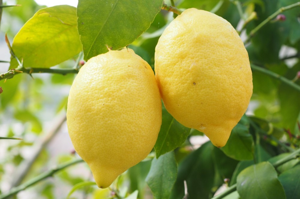 Aromaöl Zitrone, Bio